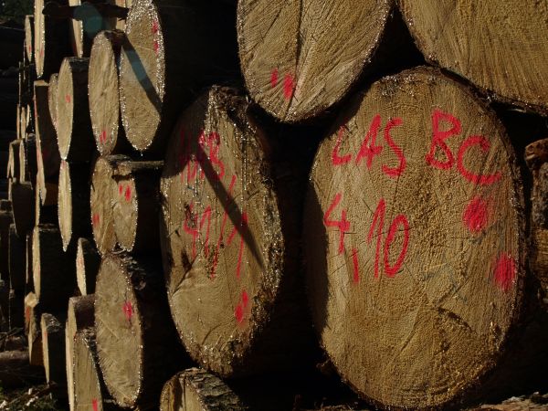 Neue Wege in der Holz-Selbstvermarktung beschreiten – Ziel des aktuellen BMEL-Förderaufrufs „Kleinprivatwald“. Foto: FNR/Hajkova